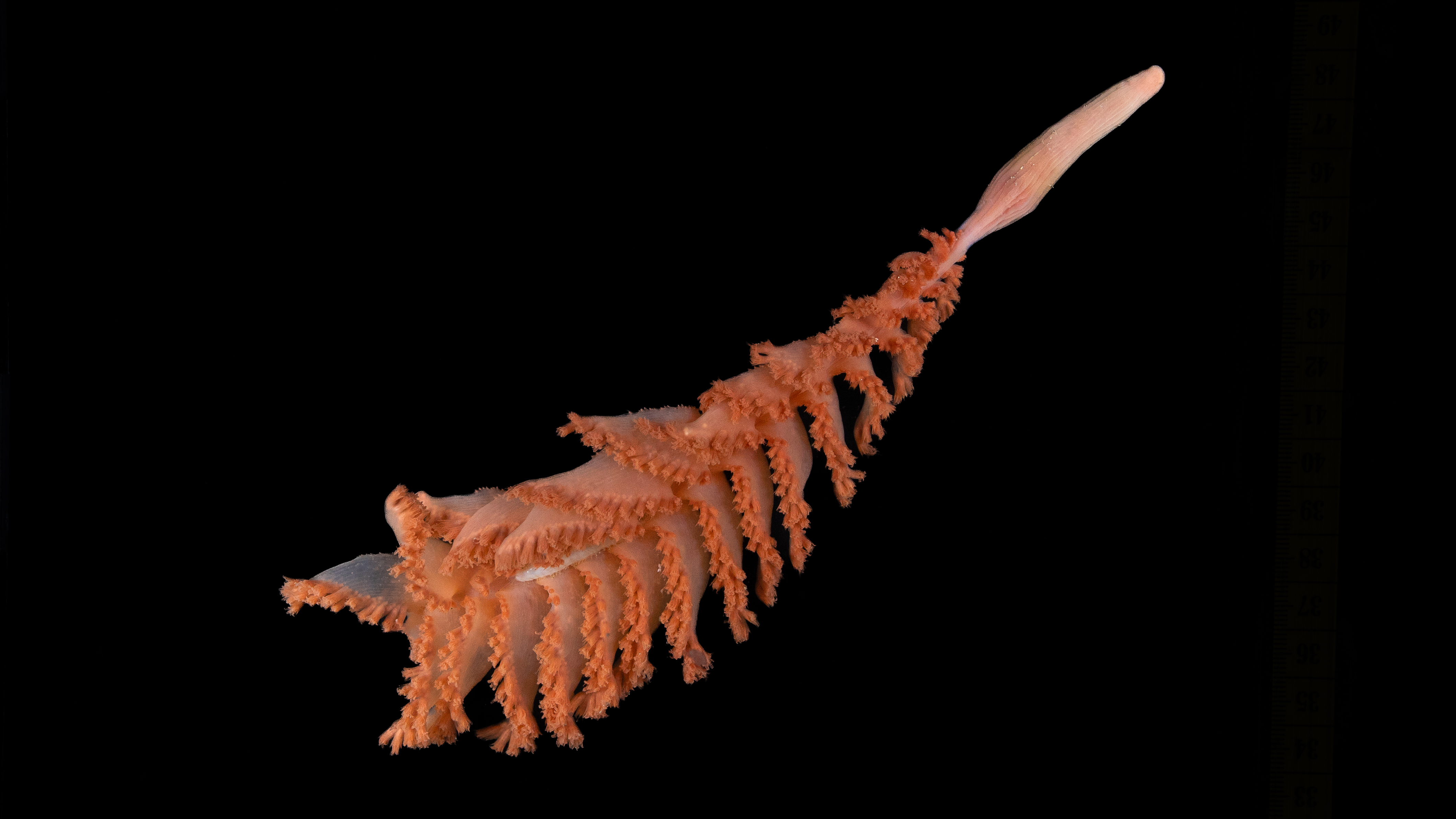 orange sea pen covered in frills orange sea pen covered in frills